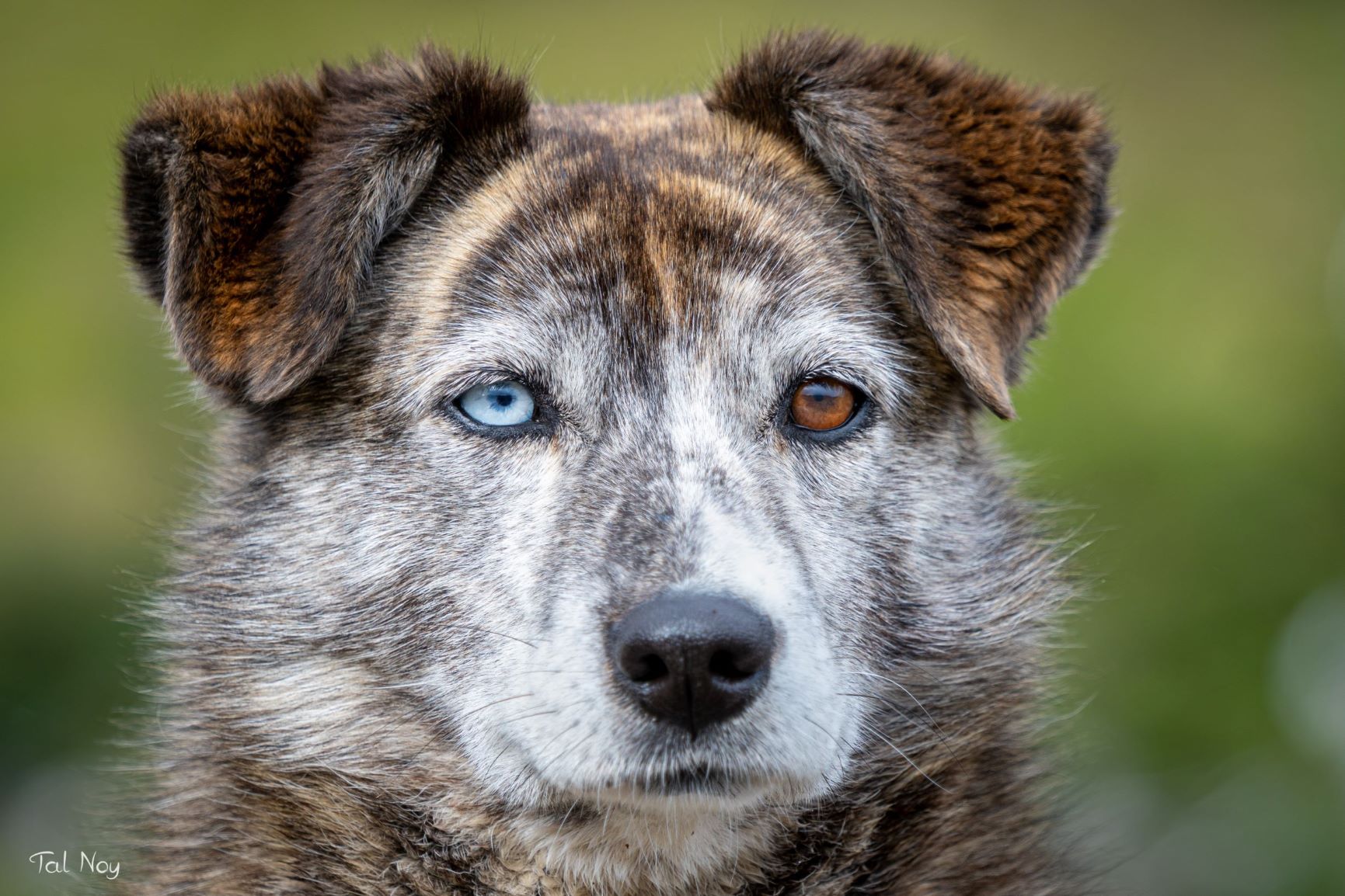 Close-up portrait of a dog with heterochromia, one blue eye and one brown eye